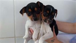 Filhotes de Fox Paulistinha