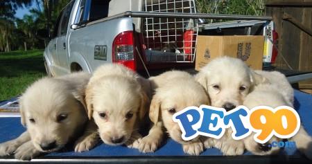 Filhotes de Golden