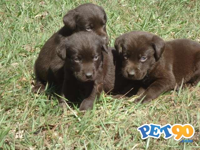 Filhotes de Labrador Chocolate