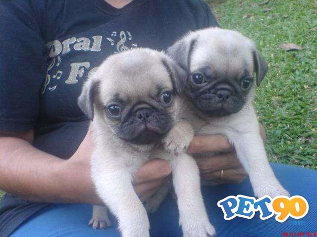 Filhotes de Pug