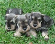 Schnauzer SAL E PIMENTA FILHOTES