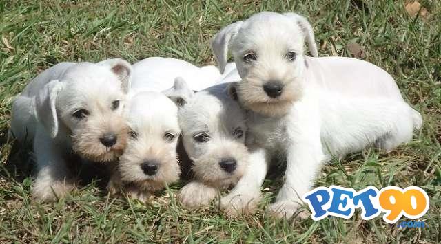 Filhotes de Schnauzer Branco