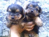 Filhotes de YorkShire