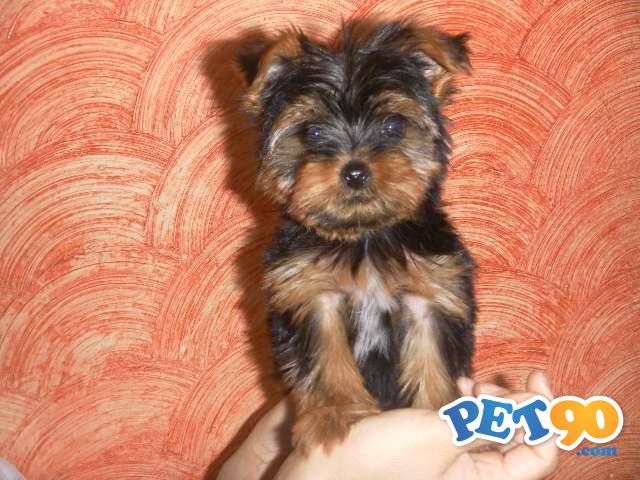 Filhotes de YorkShire