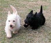 Filhotes de Scottish Terrier