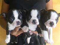 Vendo filhotes de BOSTON TERRIER