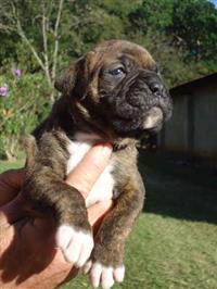 Vendo filhotes de BOXER
