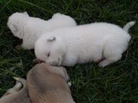 Filhotes Akita Inu Brancos e vermelhos Com Pedigree