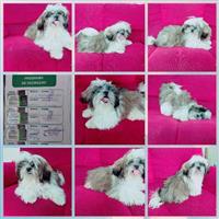 Vende-se cachorro da raça lhasa apso de 6 meses de idade