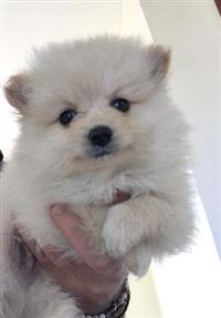 Spitz Alemão anão (lulu da pomerânia)