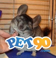 Chinchila lindo animal de estimação em vitória ES Espírito Santo