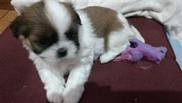 Venda Shih Tzu