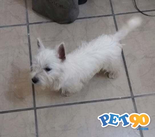 West Highland White Terrier - Filhote