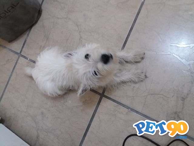 West Highland White Terrier - Filhote