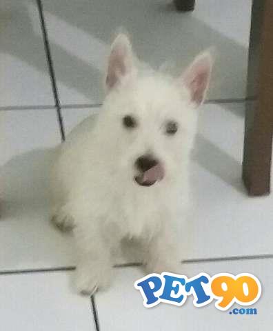 West Highland White Terrier - Filhote