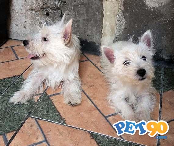 West Highland White Terrier - Filhote