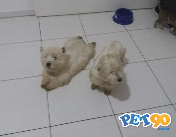 West Highland White Terrier - Filhote