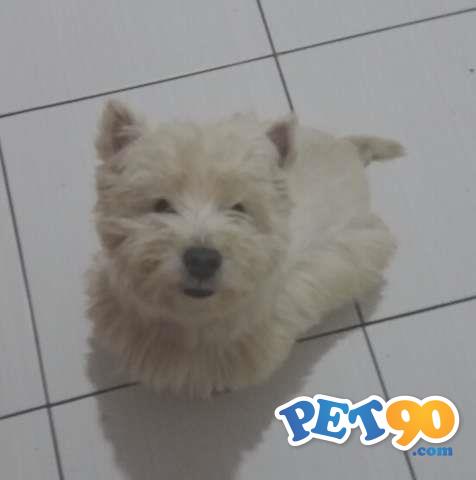 West Highland White Terrier - Filhote