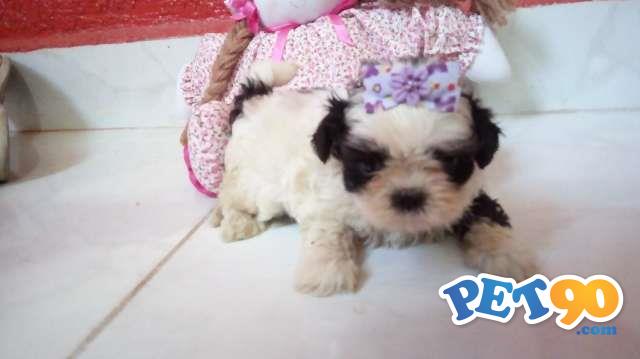 Filhotes de shih tzu