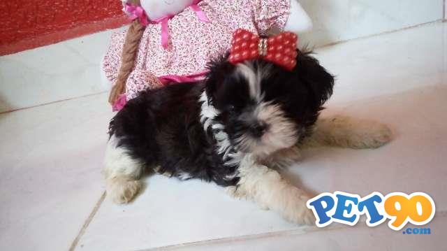 Filhotes de shih tzu