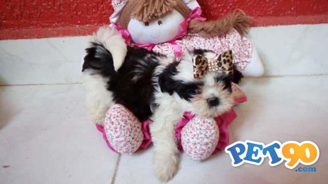 Filhotes de shih tzu