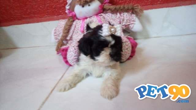 Filhotes de shih tzu