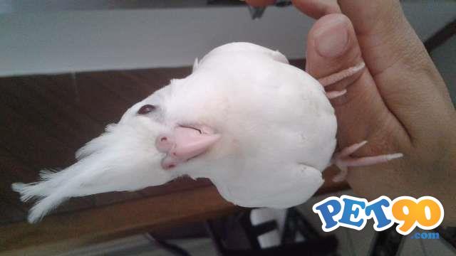 Calopsita100%original