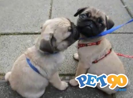 Lindos Filhotes De Pug