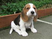 BEAGLE