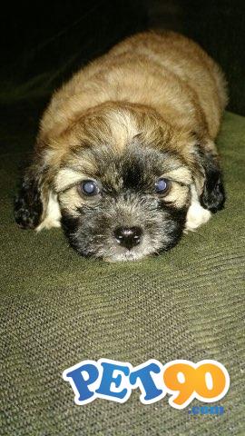 Filhotes Lhasa Apso