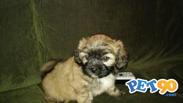 Filhotes Lhasa Apso