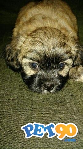 Filhotes Lhasa Apso