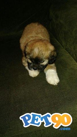 Filhotes Lhasa Apso