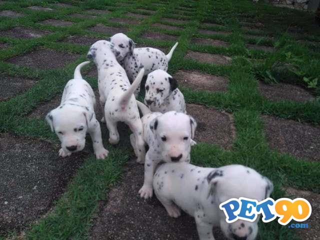Filhotes de Dálmata