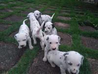 Filhotes de Dálmata