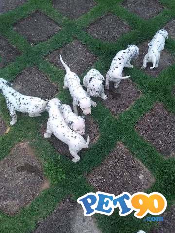 Filhotes de Dálmata