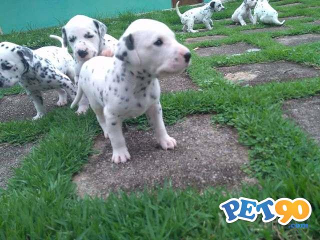 Filhotes de Dálmata