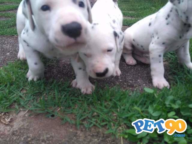 Filhotes de Dálmata