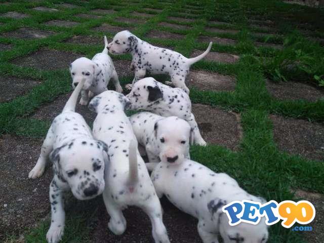 Filhotes de Dálmata