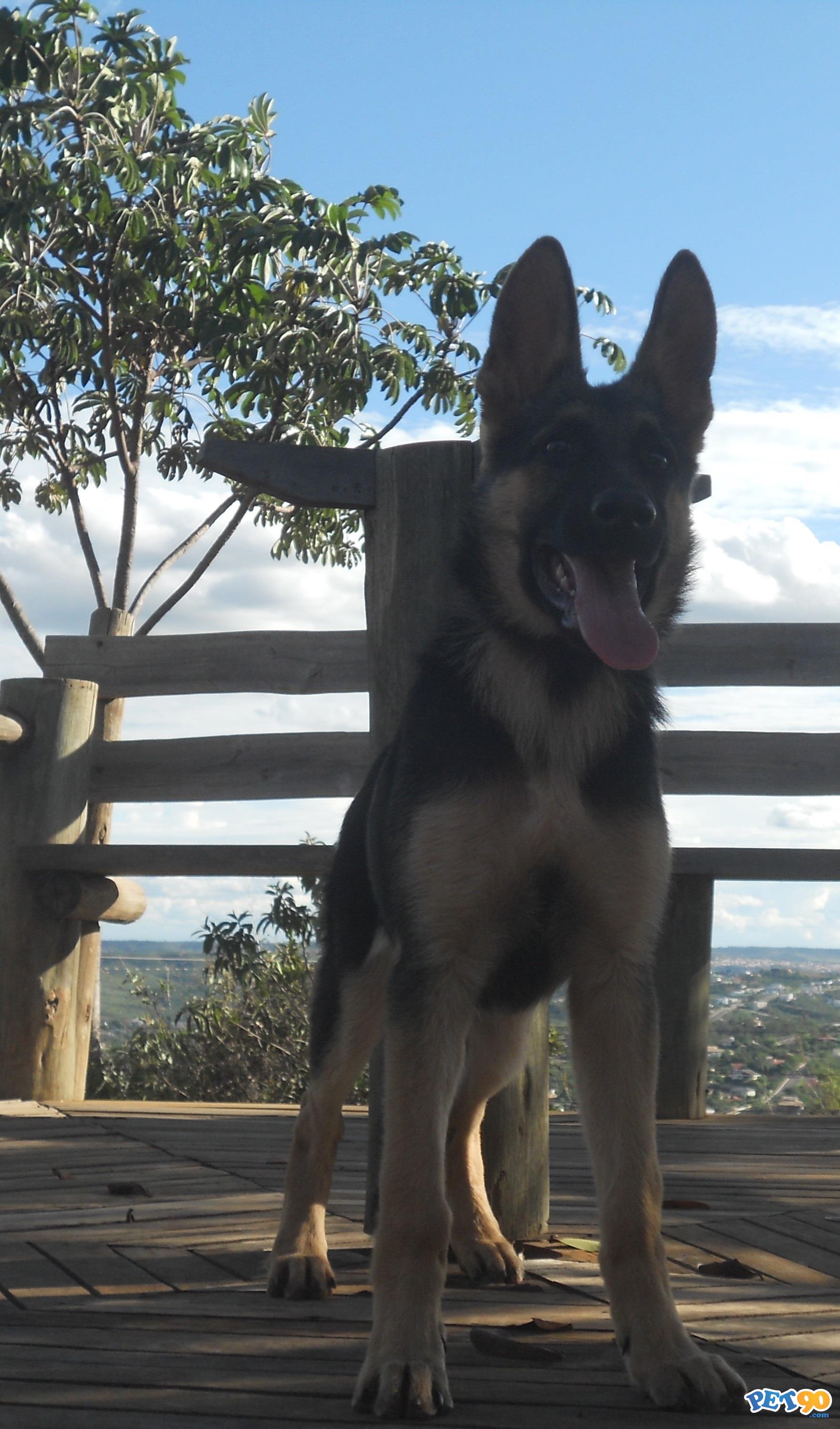 Pastor Alemão(Capa Preta)