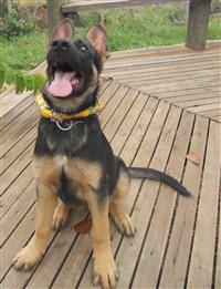 Pastor Alemão(Capa Preta)