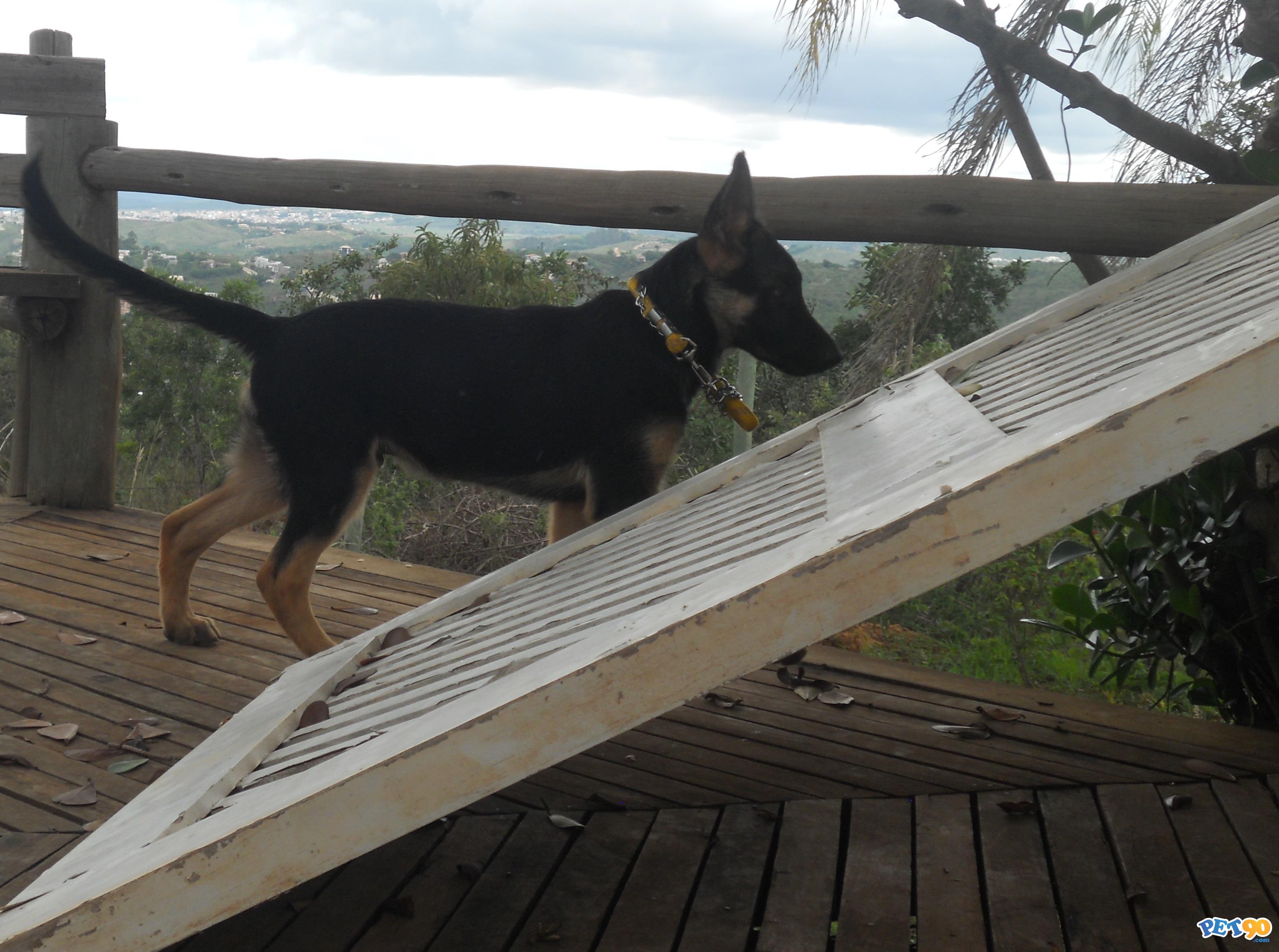 Pastor Alemão(Capa Preta)