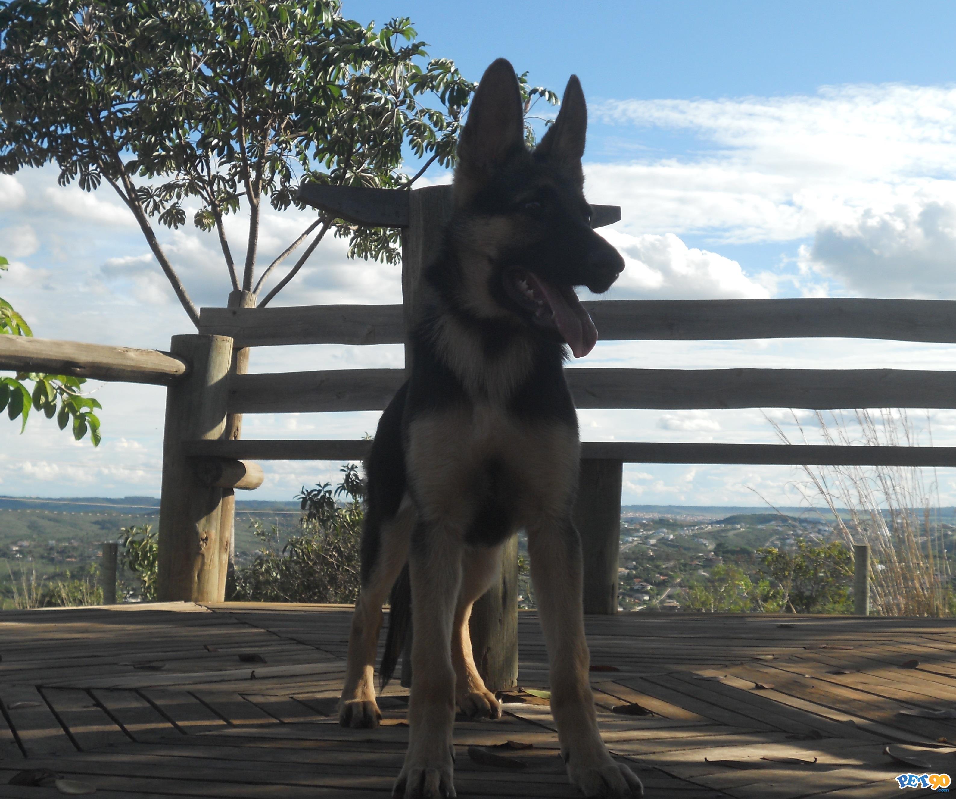 Pastor Alemão(Capa Preta)
