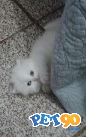 vendo 2 filhotes de gato persa 1 macho e uma1 femea com 1 mes e 25 dias