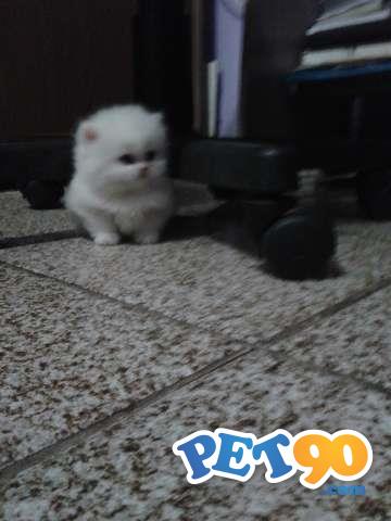 vendo 2 filhotes de gato persa 1 macho e uma1 femea com 1 mes e 25 dias