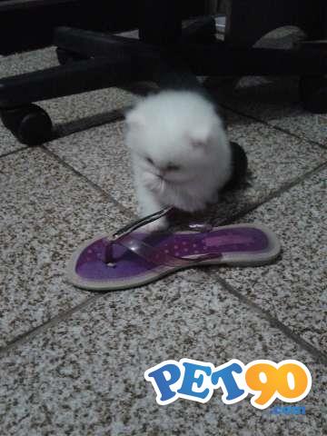 vendo 2 filhotes de gato persa 1 macho e uma1 femea com 1 mes e 25 dias