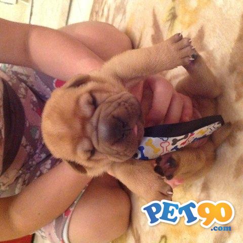 Lindos Filhotes de  Sharpei