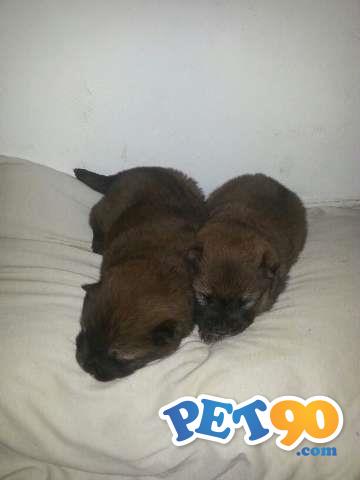 Filhotes de Chow Chow
