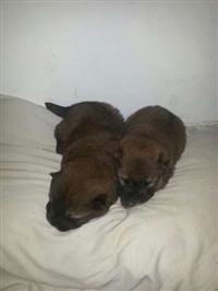 Filhotes de Chow Chow