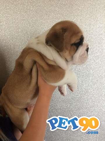 Bulldog inglês cachorros para adopção